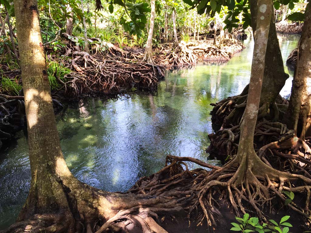 Krabi eco tours - Tha Pom Khlong Song Nam, a tidal mangrove forest