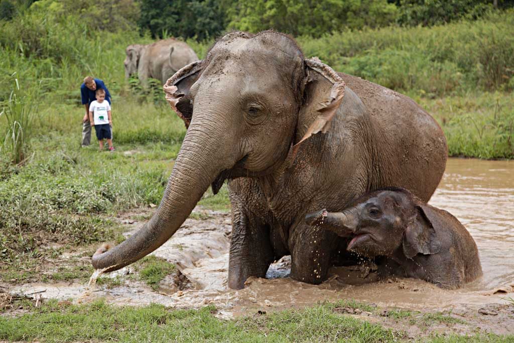 Anantara Golden Triangle - Walking with Giants experience