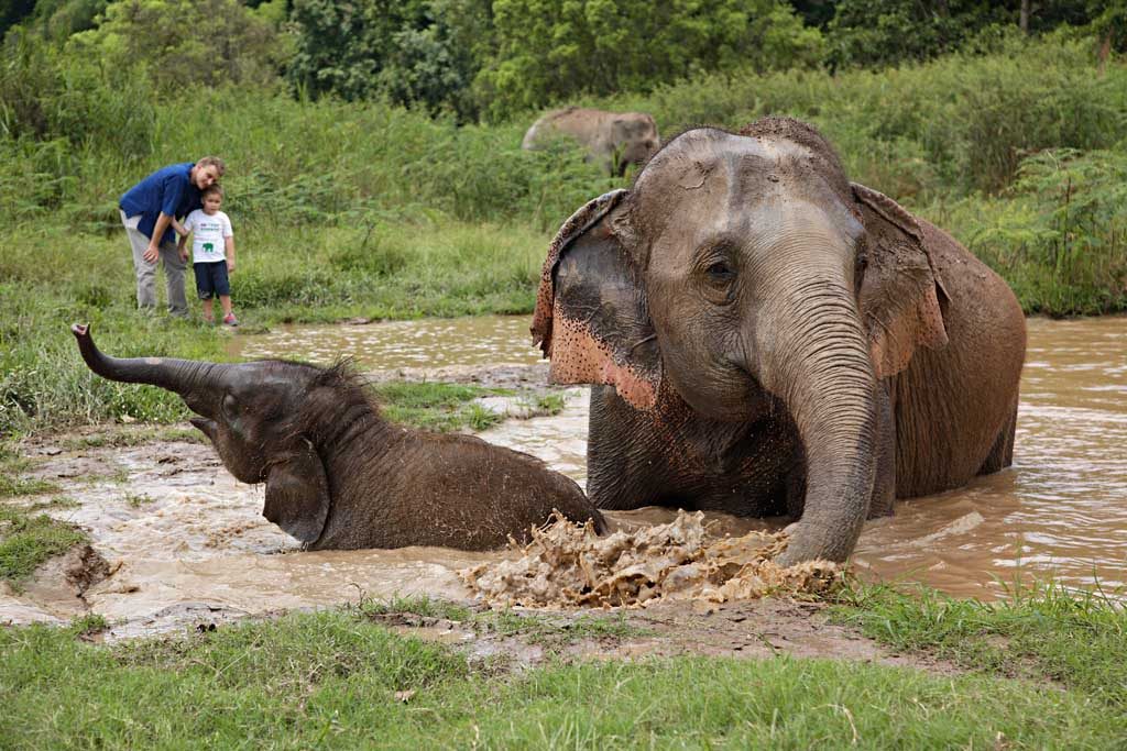 Anantara Golden Triangle - Walking with Giants