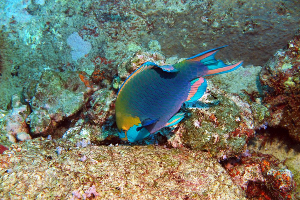 Green-Throated-Parrotfish-at-Ko-Tachai-Pinnacles-diving-The-Similans-DPI-1096