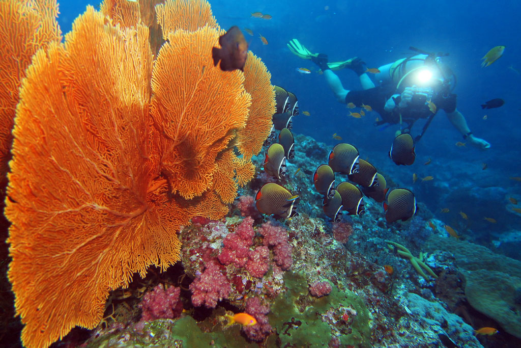 White-collared-butterflyfish-with-diver-and-fan-at-Ko-Tachai-Pinnacles-diving-The-Similans