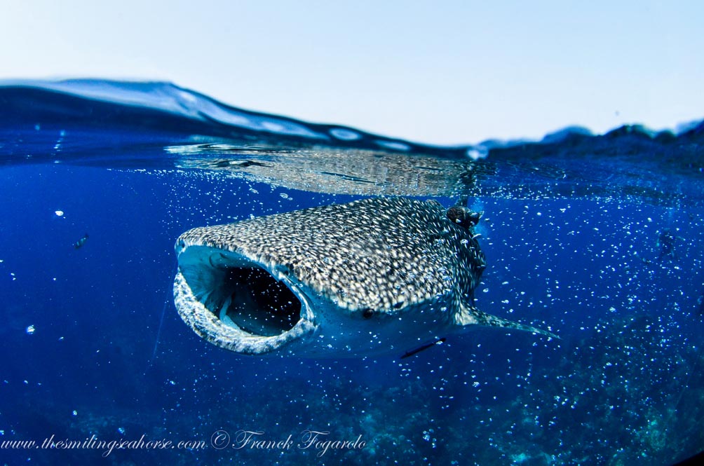 21-MV-Smiling-Seahorse-Liveaboard-credit-Franck-Fogarolo-Whaleshark