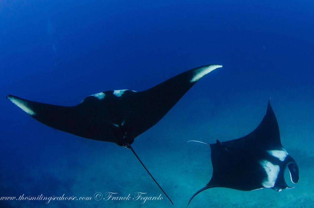 18-MV-Smiling-Seahorse-Liveaboard-credit-Franck-Fogarolo-Rays