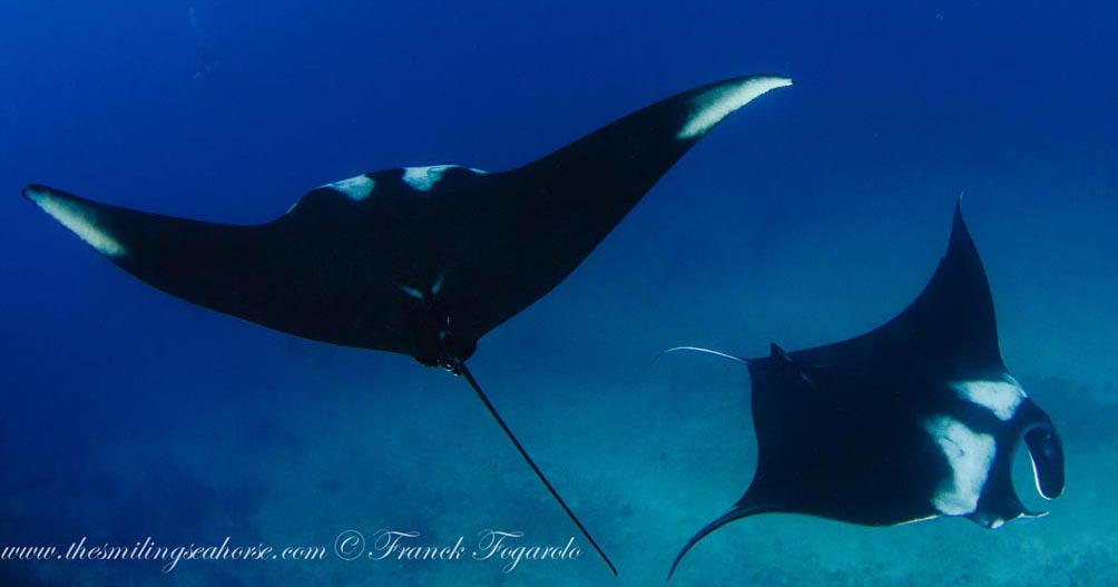 Photo: MV Smiling Seahorse