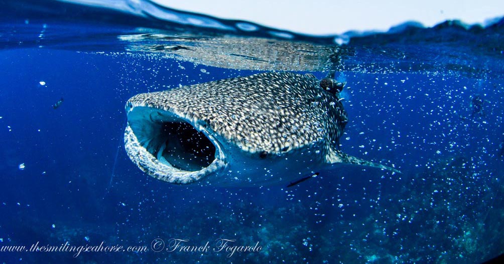 21-MV-Smiling-Seahorse-Liveaboard-credit-Franck-Fogarolo-Whaleshark