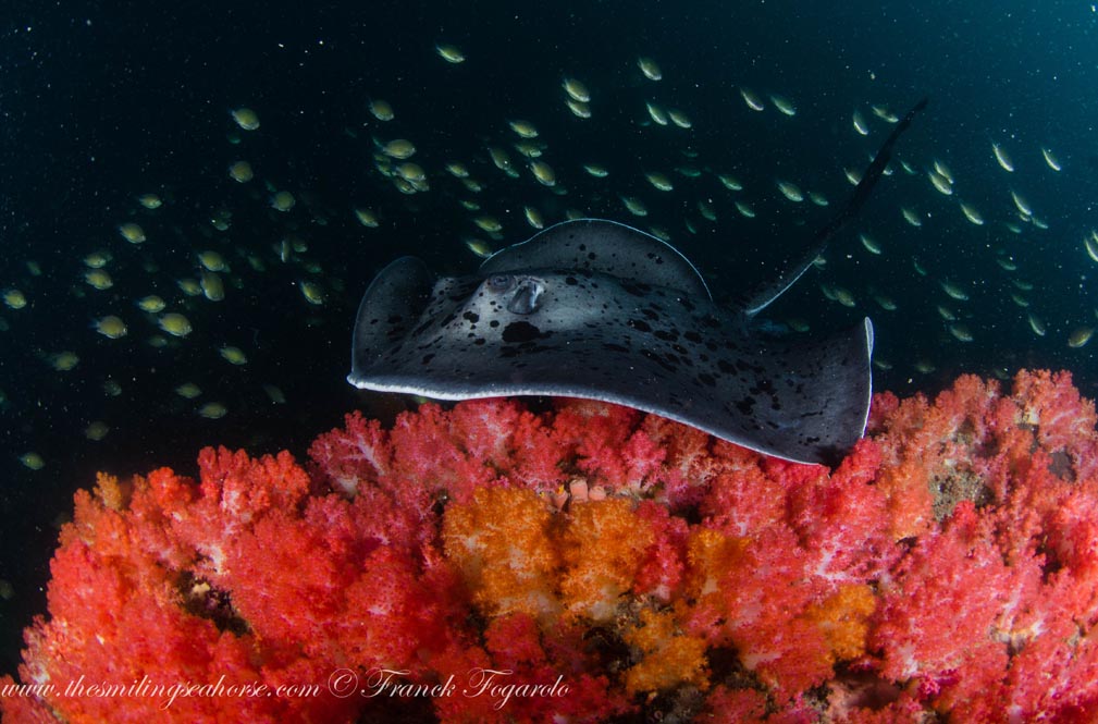 22-MV-Smiling-Seahorse-Liveaboard-credit-Franck-Fogarolo-Ray