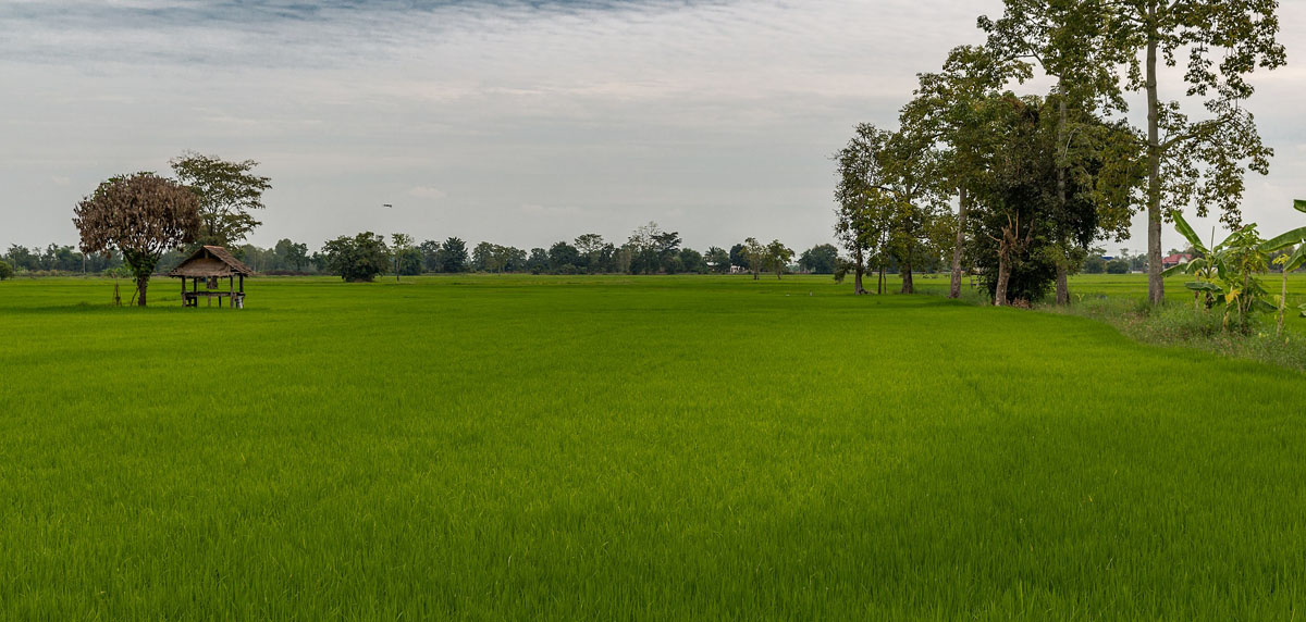 Rice_farming_in_Sukhothai