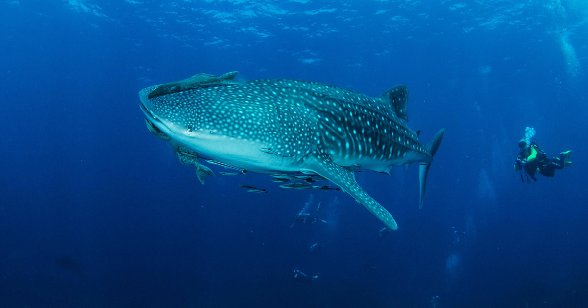 39-MV-Smiling-Seahorse-Liveaboard-credit-Franck-Fogarolo-Whaleshark-opengraph