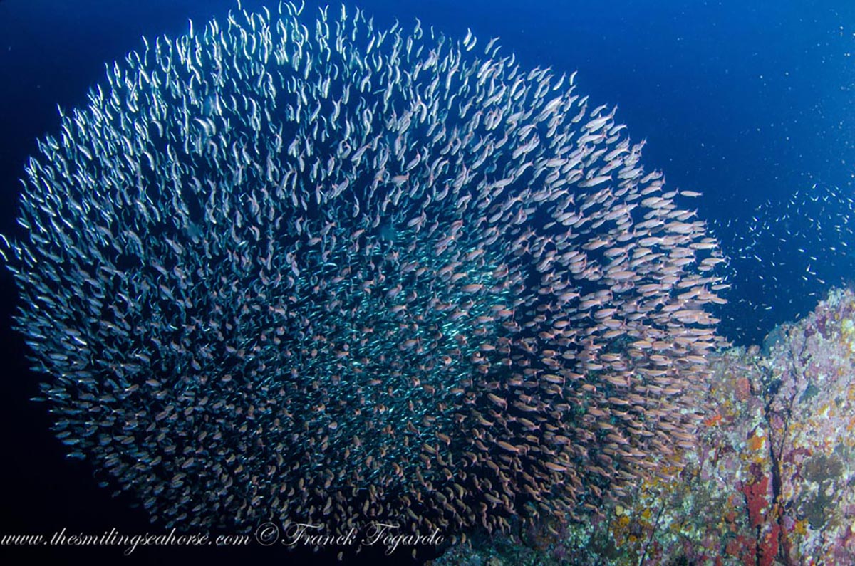 40-MV-Smiling-Seahorse-Liveaboard-credit-Franck-Fogarolo-Baitball