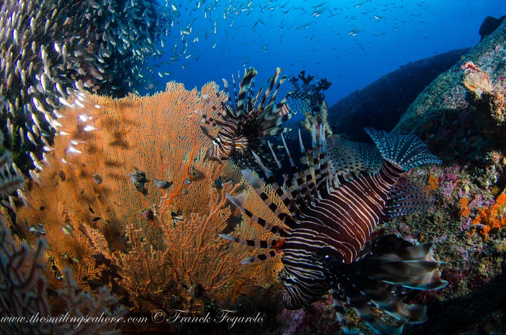 41-MV-Smiling-Seahorse-Liveaboard-credit-Franck-Fogarolo-Lionfish