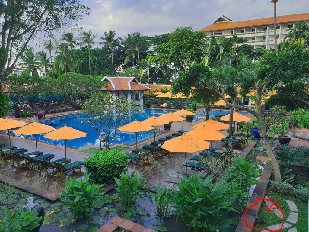 Anantara-Riverside-Hotel-pool-and-lizard