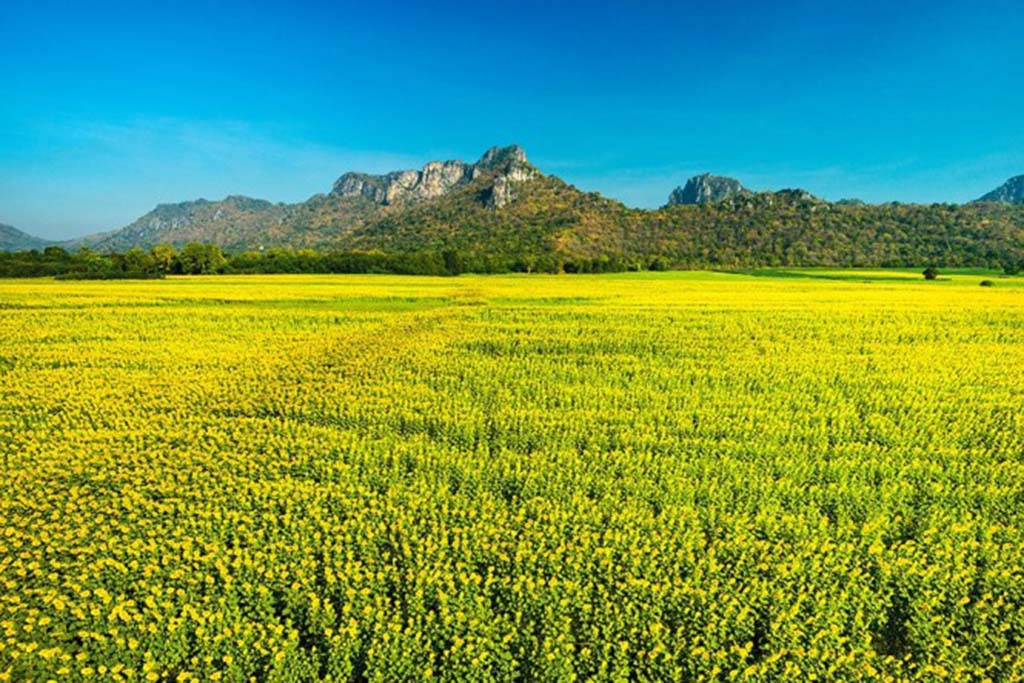 Cool-Season-Activities-Sunflower-Field-at-Khao-Chin-Lae-Lop-Buri-2-resize