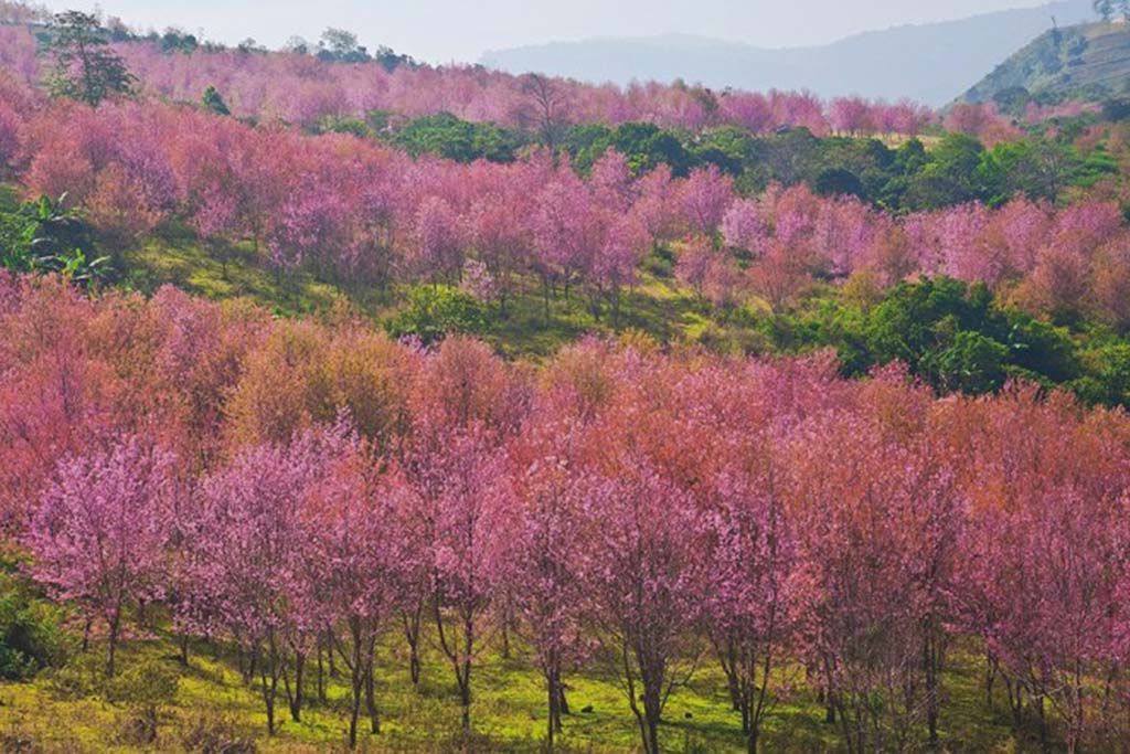 Cool-Season-Activities-Thailand’s-Cherry-Blossom-Festival-2-resize