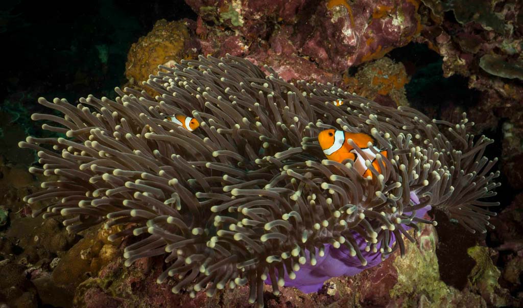 Dive Thailand anemone_1_18 credit Pete McGee