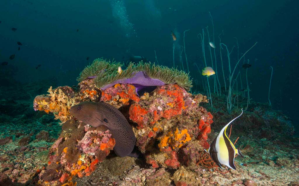 Dive Thailand moray eel and anemone_12_18