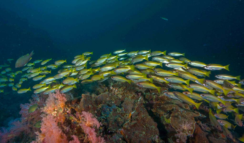 Dive Thailand schooling snapper_10_28 credit Pete McGee