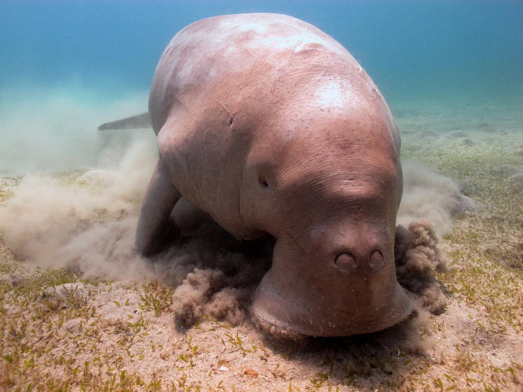 Dugong-eating-sea-grass