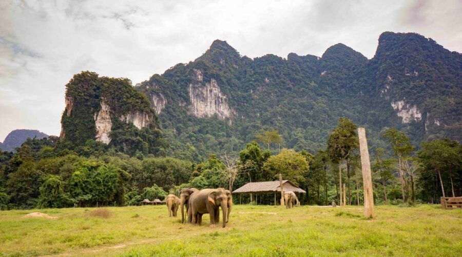 Thailand’s ethical elephant encounters: our Top 7