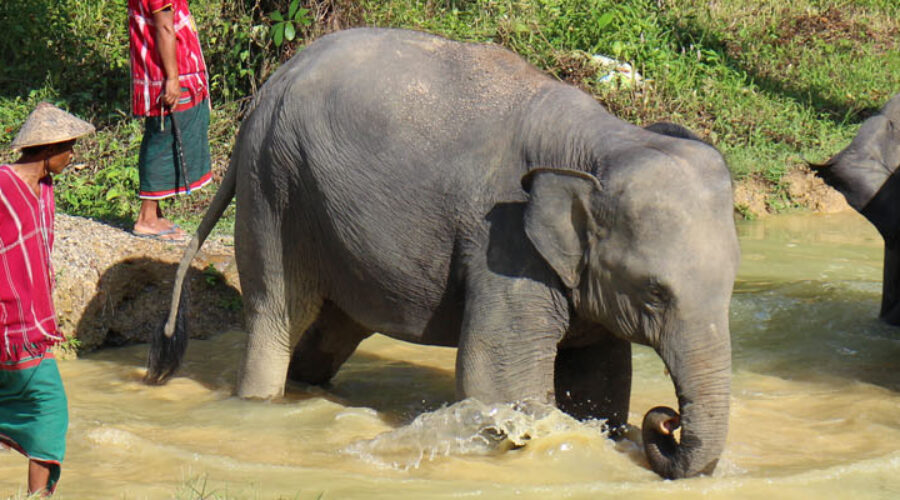 Ethical elephant encounters in Thailand