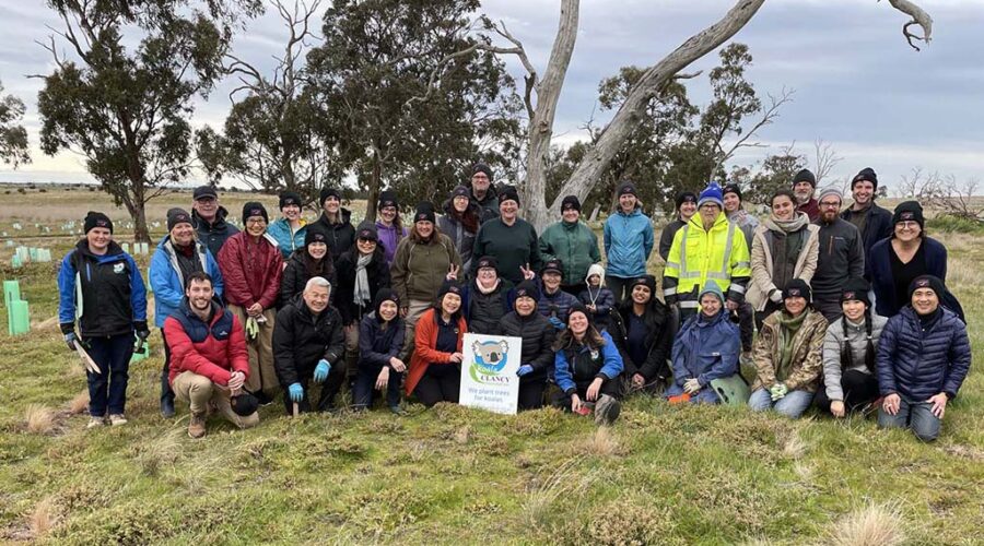 TAT plant 1000 trees for koalas on National Tree Day