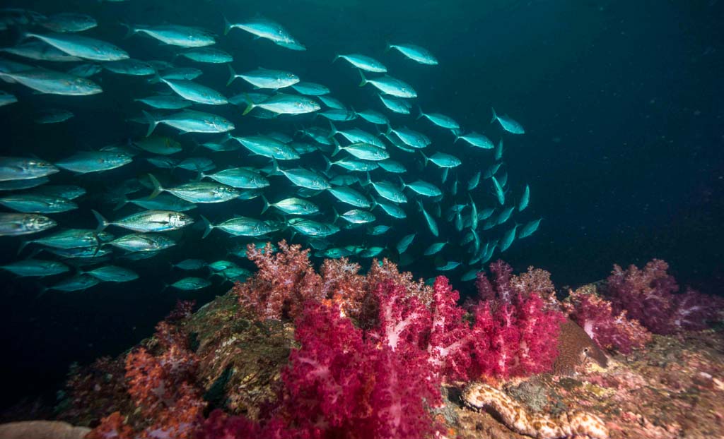 Koh Ha Jacks and soft coral credit Pete McGee