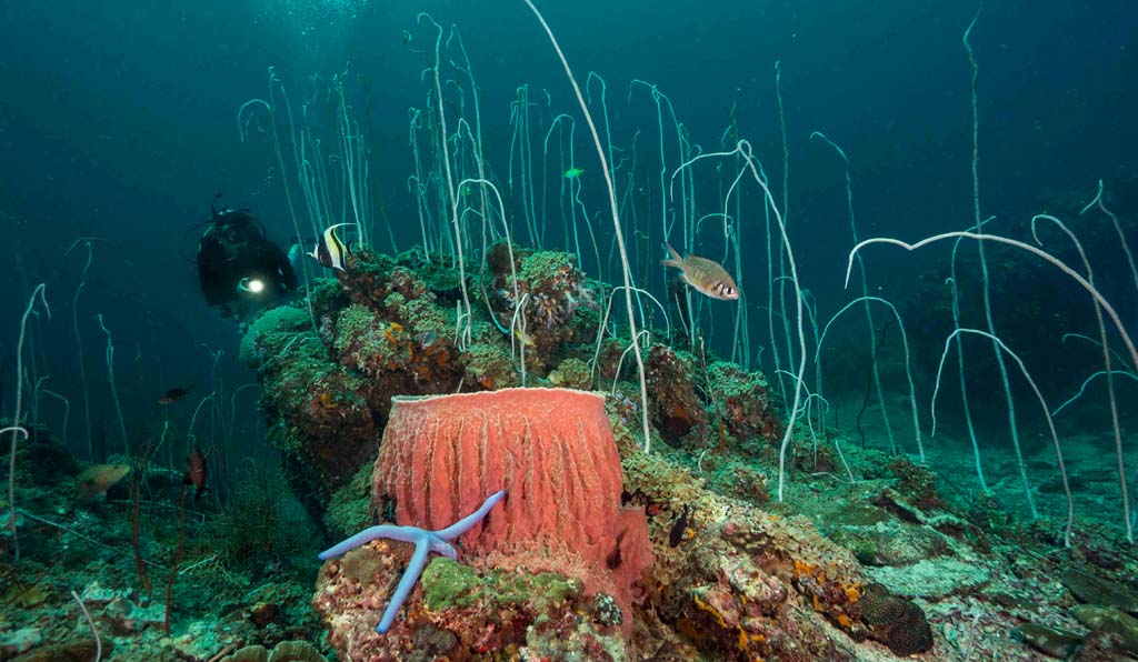 Koh Ha diver with whip coral credit Pete McGee