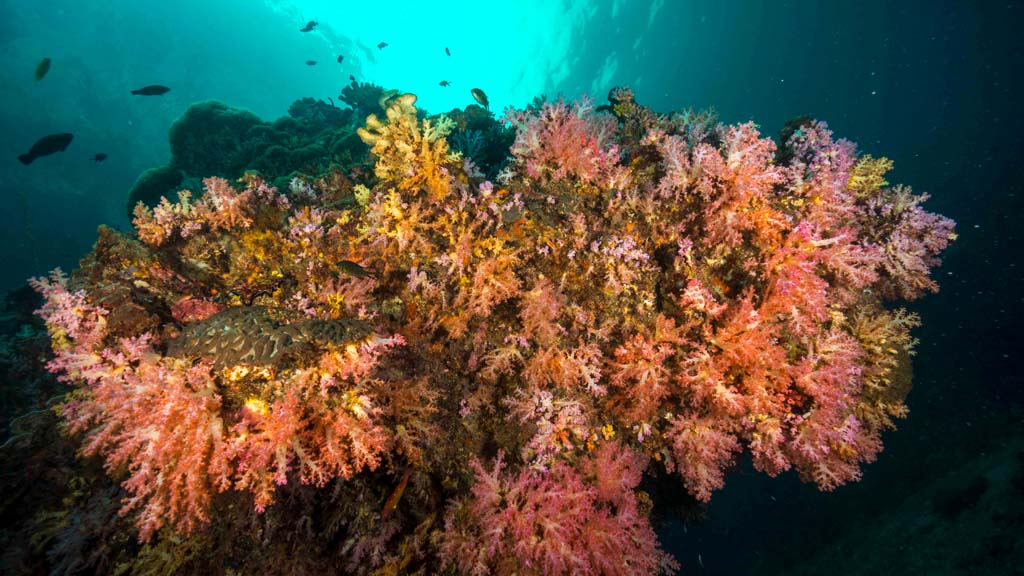 Koh Ha_soft coral credit Pete McGee