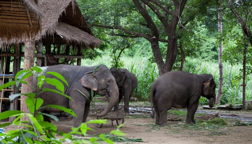 Lampang-Thai-Elephant-Conservation-Centre