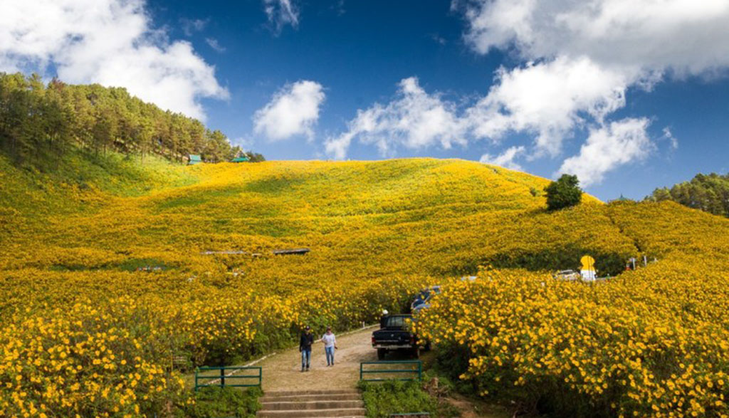 Mae-Hong-Son-Bua-Tong-Fields-at-Doi-Mae-U-Kho