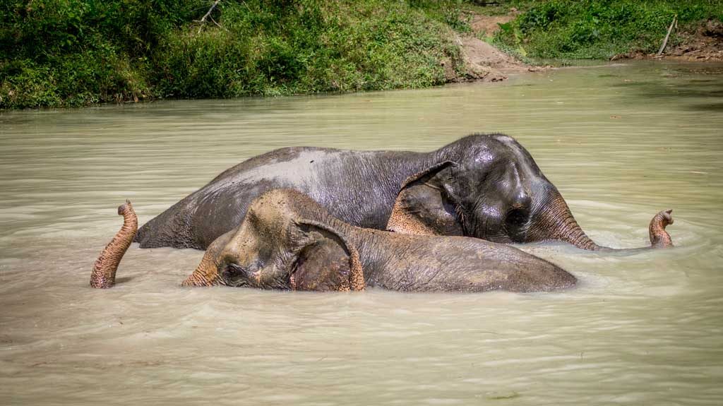 Phuket Elephant Sanctuary credit Raymond Gerritson