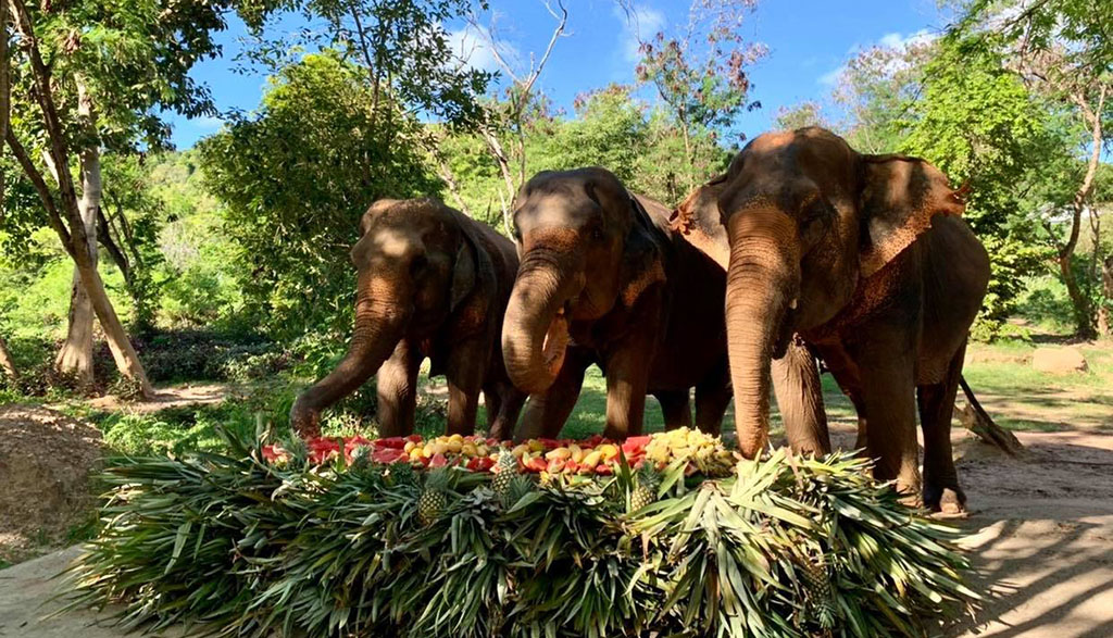 Samui Elephant Sanctuary