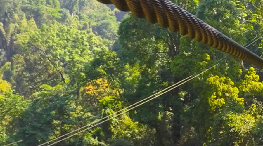 Flying through the tree tops: Chiang Mai’s Flying Gibbon