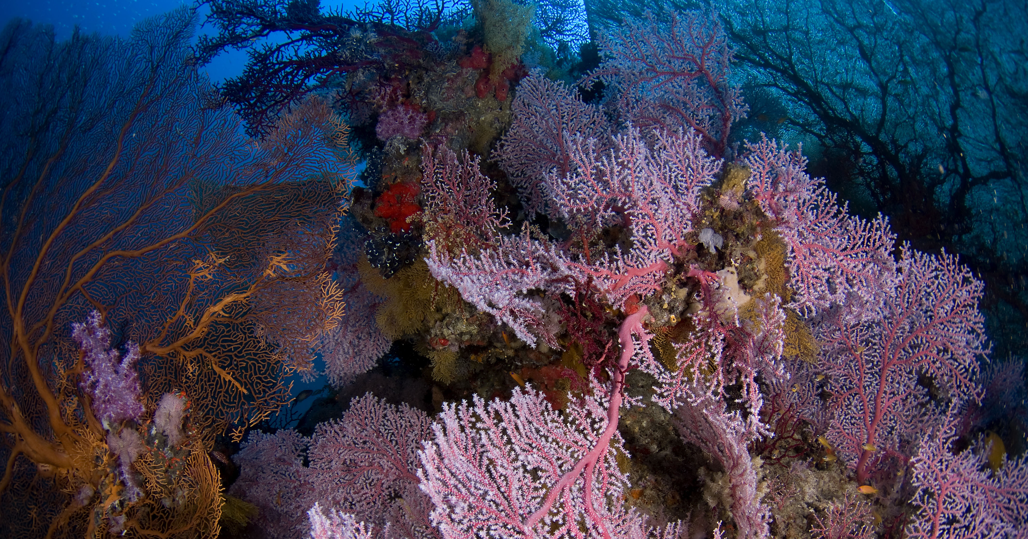 Similan Thailand Aggressor